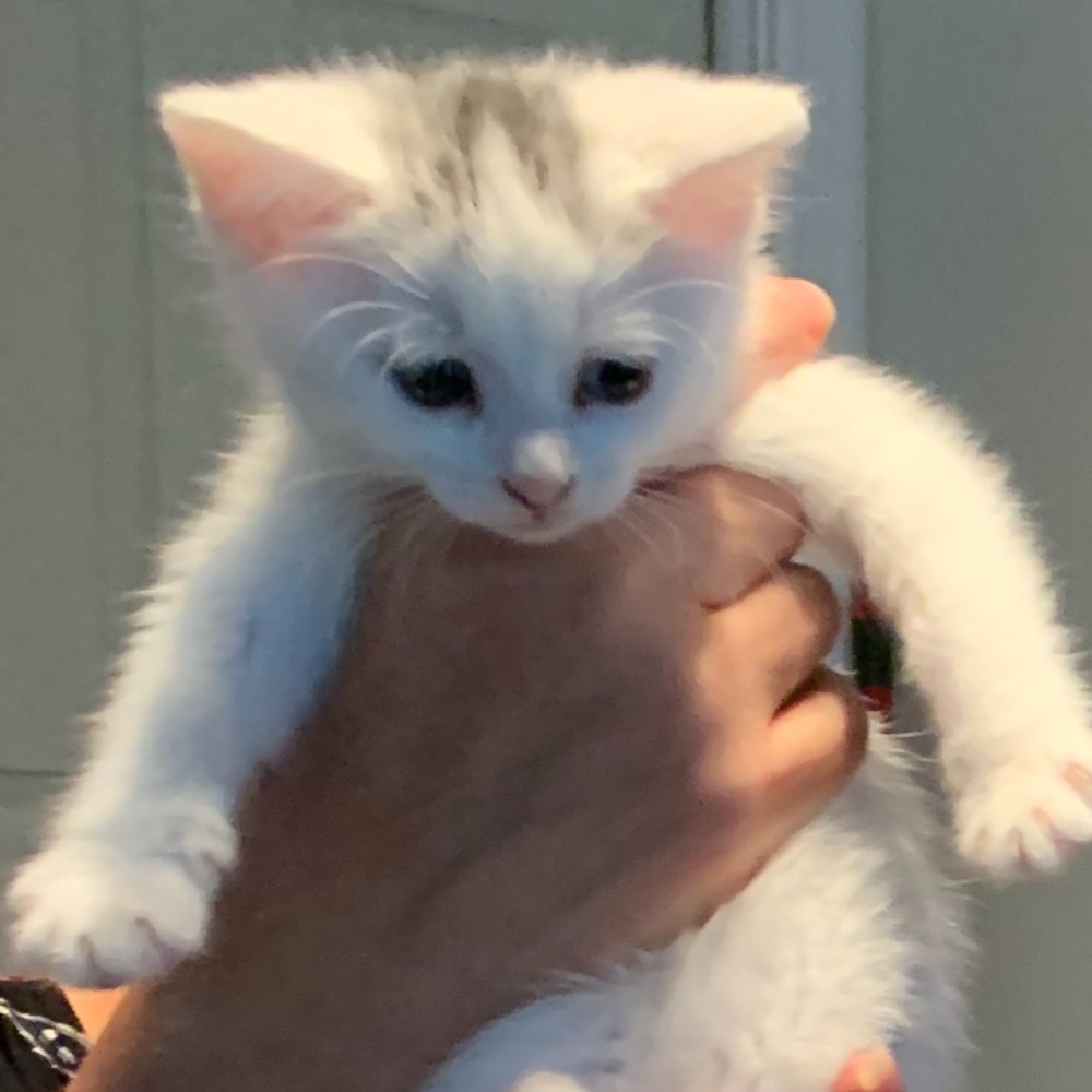 Meet your Posher, Diana